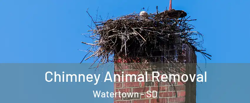 Chimney Animal Removal Watertown - SD