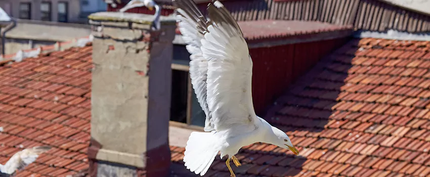 Residential Chimney Animal Removal Solution in Watertown, SD